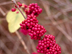 American Beautyberry fruit