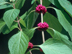 American Beautyberry fruit