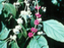 American Beautyberry fruit: both purple and white