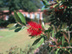 Lemon Bottlebrush leaves