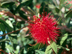 Lemon Bottlebrush flowers