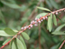 Lemon Bottlebrush fruit