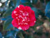 Camellia flower