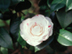 Camellia flower