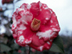 Camellia flower