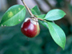 Camellia fruit