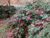 Sasanqua Camellia form and flowers