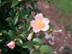 Sasanqua Camellia flowers