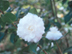 Sasanqua Camellia flowers