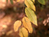 Ironwood leaves