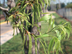 Pecan flowers: male