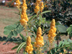 Candlestick Tree leaves and flowers