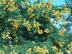 Golden Wonder Cassia form