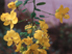 Golden Wonder Cassia flowers