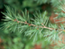 Deodar Cedar leaves