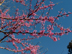 Eastern Redbud form: early spring