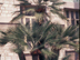 European Fan Palm form