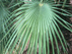 European Fan Palm leaves