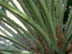 European Fan Palm spines