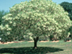 Fringe Tree form