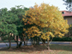 Fringe Tree form: fall color