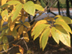 Fringe Tree leaves: fall color