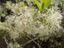 Fringe Tree flowers