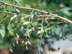 Fringe Tree fruit