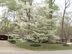 Flowering Dogwood form