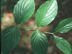 Flowering Dogwood leaves