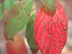 Flowering Dogwood leaves: autumn color