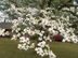 Flowering Dogwood flowers