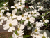 Flowering Dogwood flowers