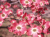 Flowering Dogwood var. rubra: flowers