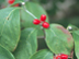 Flowering Dogwood fruit