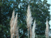 Pampas Grass form