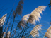 Pampas Grass flowers