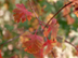 Parsley Hawthorn leaves: fall color
