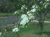 Parsley Hawthorn flowers