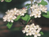 Parsley Hawthorn flowers
