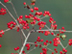Parsley Hawthorn fruit