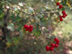 Parsley Hawthorn leaves and fruit