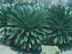 Sago Palm form