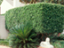 Sago Palm form