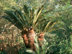 Sago Palm form showing trunk
