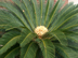 Sago Palm leaves and showing female cone