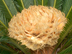Sago Palm female cone