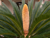 Sago Palm male cone