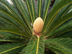 Sago Palm male cone