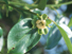 Japanese Persimmon flowers